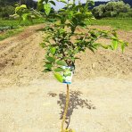 Limetka (Citrus × aurantiifolia) ´BEARSS´ – výška 110-140 cm, kont. C10L