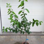 Limetka (Citrus × aurantiifolia) ´BEARSS´ – výška 110-140 cm, kont. C10L