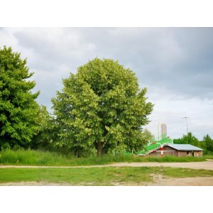 Lipa americká (Tilia americana) - výška 300-350 cm, obvod kmeňa 8/10 cm, kont. C45L