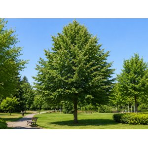 Lipa malolistá (Tilia cordata) - výška 50-70 cm, kont. C3L  