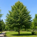 Lipa malolistá (Tilia cordata) - výška 50-70 cm, kont. C5L