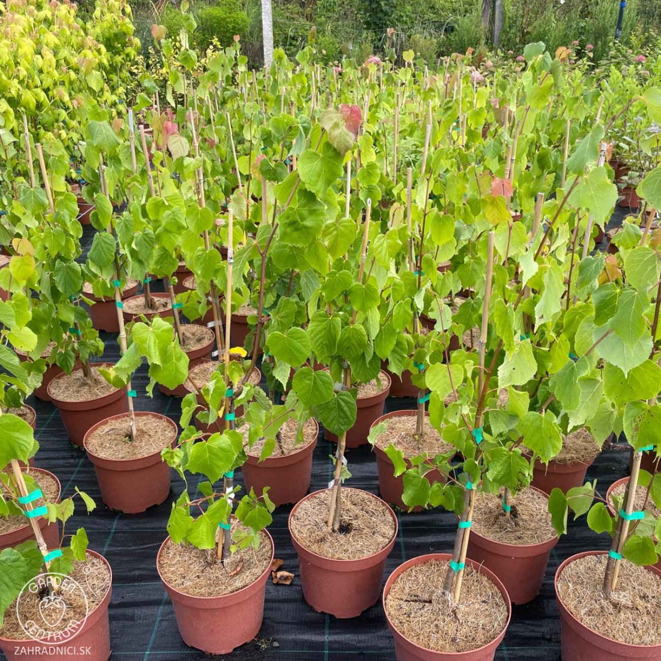 Obrázok Lipa malolistá (Tilia cordata) - výška 50-70 cm, kont. C5L