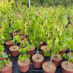 Lipa malolistá (Tilia cordata) - výška 50-70 cm, kont. C5L