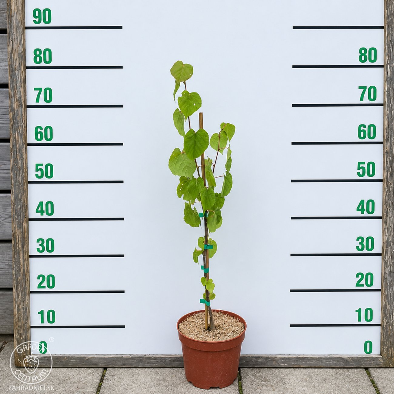 Obrázok Lipa malolistá (Tilia cordata) - výška 50-70 cm, kont. C5L