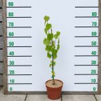 Lipa malolistá (Tilia cordata) - výška 50-70 cm, kont. C5L