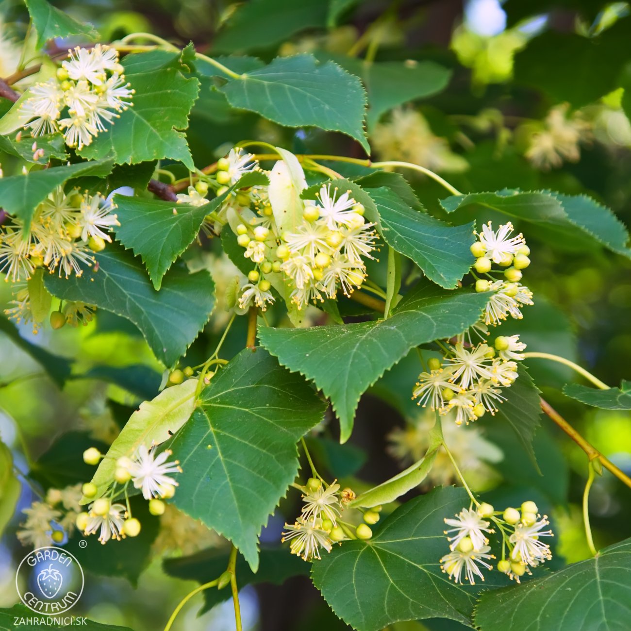Obrázok Lipa malolistá (Tilia cordata) - výška 50-70 cm, kont. C5L