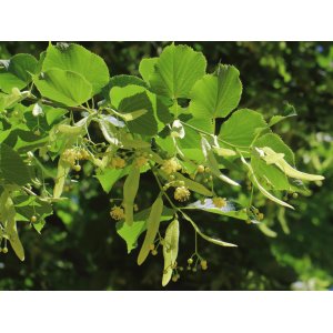 Lipa americká, strieborná (Tilia americana) ´HYBRIDA ARGENTEA´  - výška 180-220 cm, obvod kmeňa 4/6 cm, kont. C18L