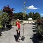 Lipa americká, strieborná (Tilia americana) ´HYBRIDA ARGENTEA´  - výška 180-220 cm, obvod kmeňa 4/6 cm, kont. C9L