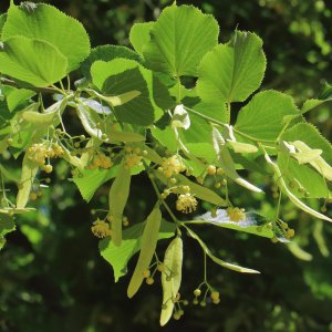 Lipa americká, strieborná (Tilia americana) ´HYBRIDA ARGENTEA´  - výška 180-220 cm, obvod kmeňa 4/6 cm, kont. C9L