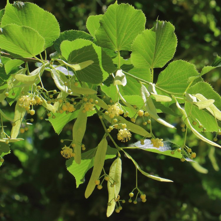 Lipa americká, strieborná (Tilia americana) ´HYBRIDA ARGENTEA´  - výška 180-220 cm, obvod kmeňa 4/6 cm, kont. C18L