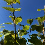 Lipa malolistá (Tilia cordata) - výška 300-320 cm, obvod kmeňa 6/8 cm, kont. C18L  