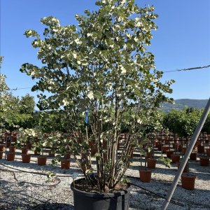 Lipa strieborná (Tilia tomentosa) - výška 300-350 cm, kont. C375L - VIACKMENNÁ