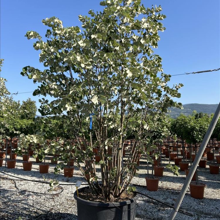 Lipa strieborná (Tilia tomentosa) - výška 300-350 cm, kont. C375L - VIACKMENNÁ