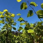 Lipa malolistá (Tilia cordata) - výška 300-320 cm, obvod kmeňa 6/8 cm, kont. C18L  