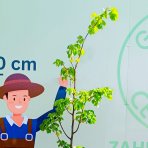Lipa malolistá (Tilia cordata) - výška 190-220 cm, obvod kmeňa 4/6, kont. C30L
