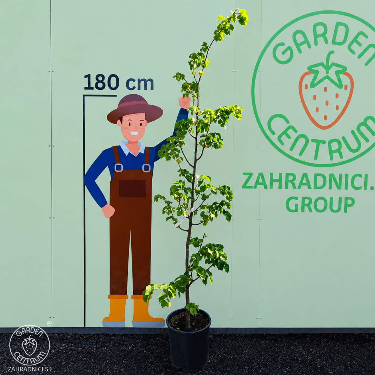 Obrázok Lipa malolistá (Tilia cordata) - výška 190-220 cm, obvod kmeňa 4/6, kont. C30L