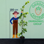 Lipa malolistá (Tilia cordata) - výška 190-220 cm, obvod kmeňa 4/6, kont. C30L