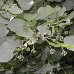 Lipa strieborná (Tilia tomentosa) - výška 300-350 cm, kont. C375L - VIACKMENNÁ