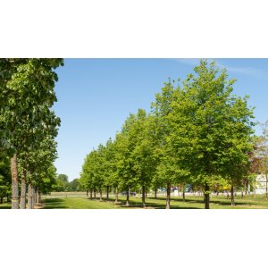 Lipa malolistá (Tilia cordata) ´GREENSPIRE´ - výška 250-300 cm, obvod kmeňa 10/12 cm, kont. C45L