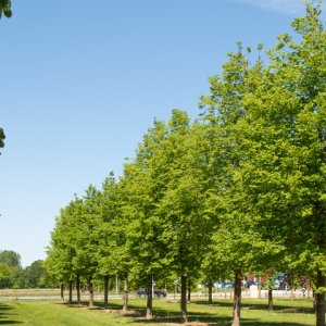 Lipa malolistá (Tilia cordata) ´GREENSPIRE´ - výška: 170-200 cm, kont. C18L  