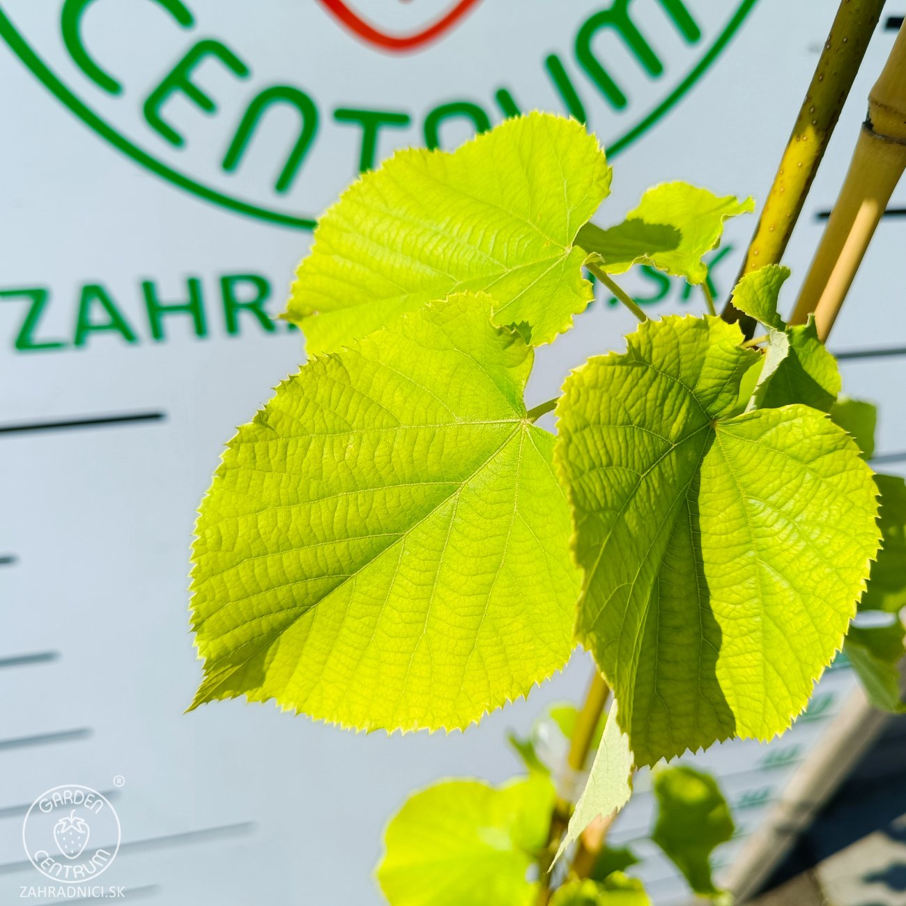 Obrázok Lipa veľkolistá (Tillia platyphyllos) - výška 130-150 cm, kont. C5L