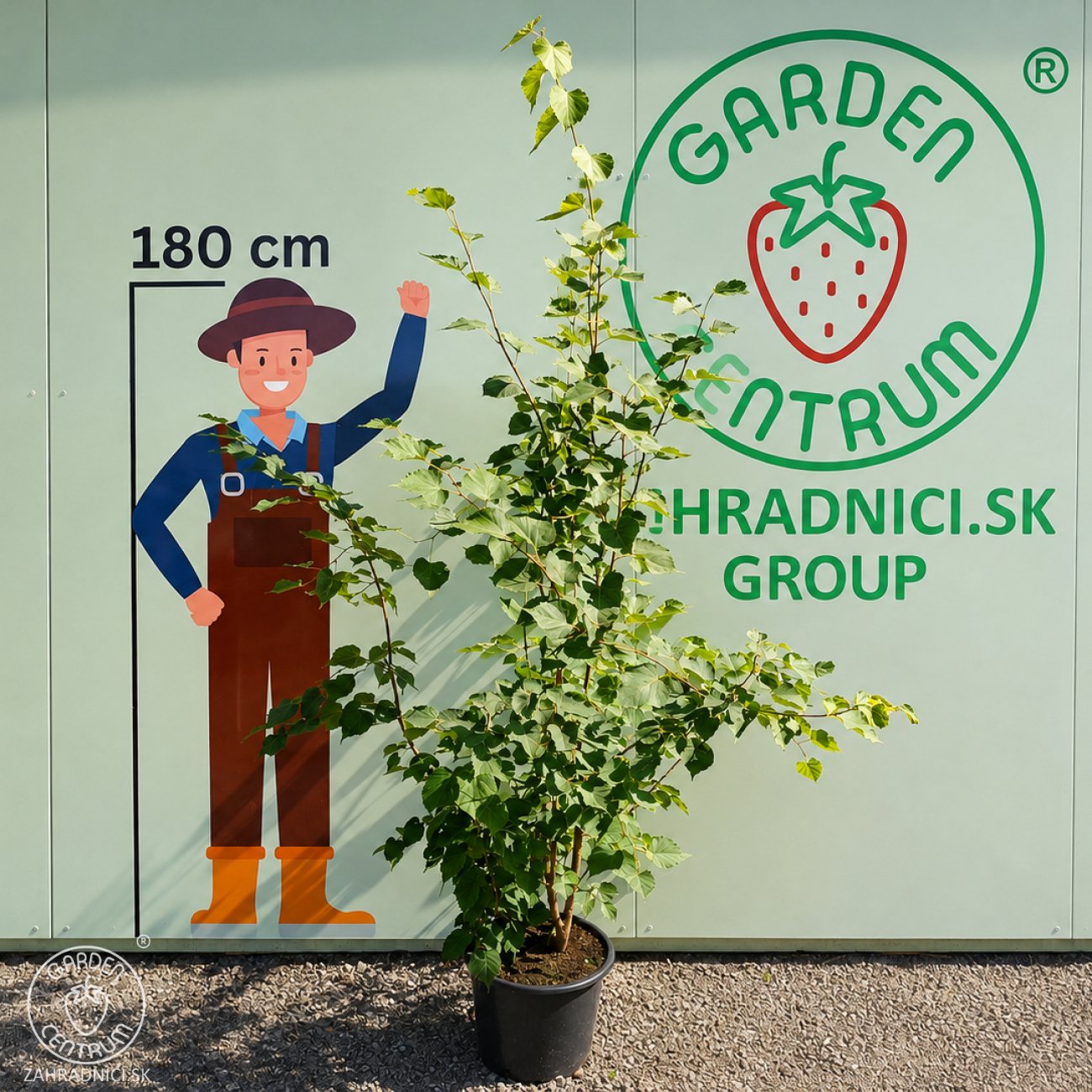 Obrázok Lipa malolistá (Tilia cordata) - výška 170-200 cm, kont. C18L - VIACKMENNÁ