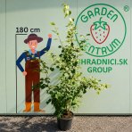 Lipa malolistá (Tilia cordata) - výška 170-200 cm, kont. C18L - VIACKMENNÁ
