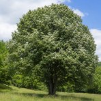 Lipa malolistá (Tilia cordata) - výška 170-200 cm, kont. C18L - VIACKMENNÁ