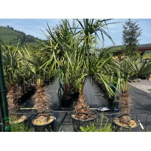 Livistona obyčajná (Livistona decipiens) - výška kmeňa 40-60 cm, celková výška 180-200 cm, kont. C90L ( -3/-9°C)