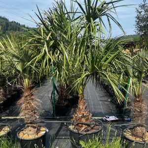 Livistona obyčajná (Livistona decipiens) - výška kmeňa 40-60 cm, celková výška 180-200 cm, kont. C90L ( -3/-9°C)