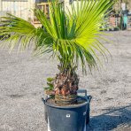 Livostona čínska (Livistona Chinensis) - výška kmeňa 50-60 cm, celková výška 150-170 cm, kont. C80L ( -4/-9°C)