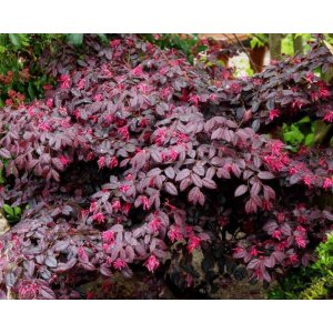 Loropetalum čínske (Loropetalum Chinense) ´BLACK PEARL´ - výška 30-50 cm, kont. C3L