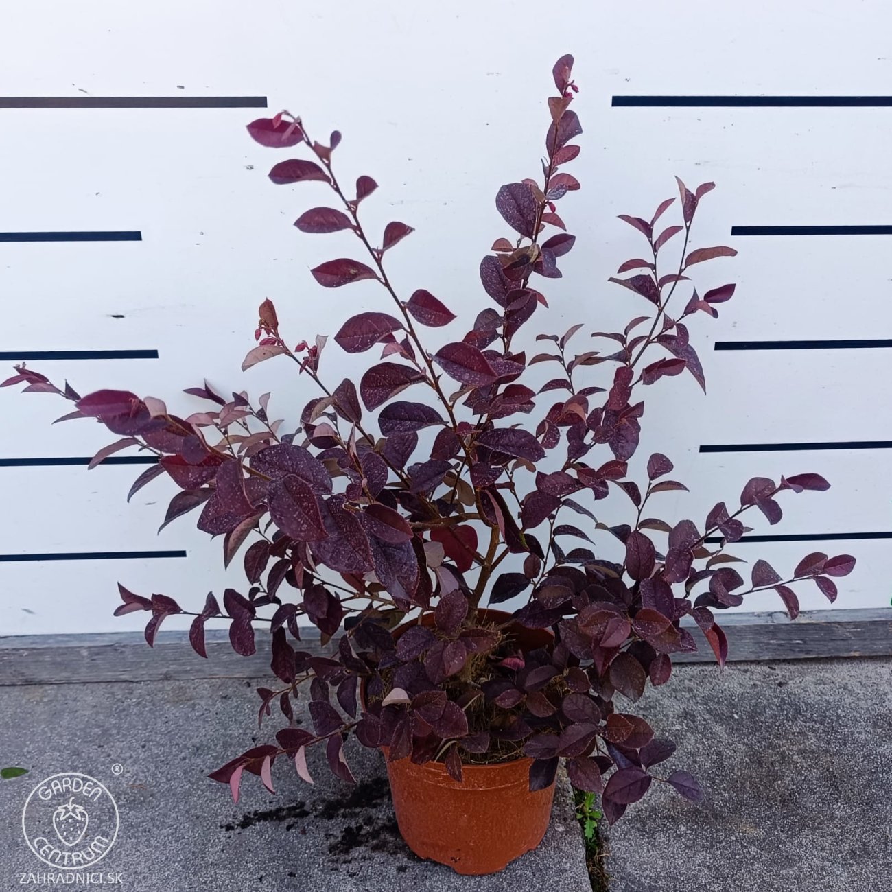 Obrázok Loropetalum čínske (Loropetalum Chinense) ´FEDE´ - výška 40-60 cm, kont. C2L