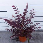 Loropetalum čínske (Loropetalum Chinense) ´FEDE´ - výška 40-60 cm, kont. C2L