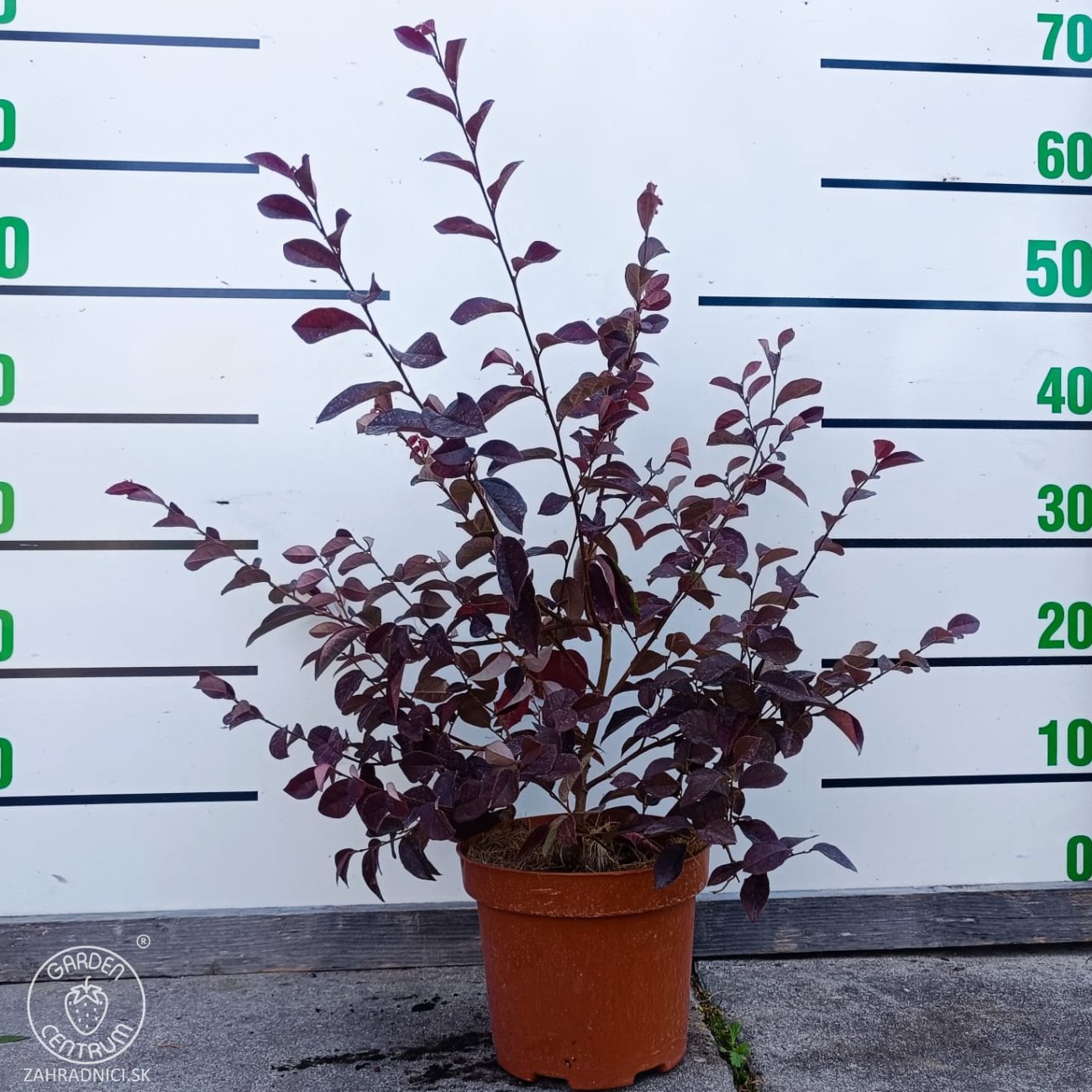 Obrázok Loropetalum čínske (Loropetalum Chinense) ´FEDE´ - výška 40-60 cm, kont. C2L