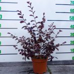 Loropetalum čínske (Loropetalum Chinense) ´FEDE´ - výška 40-60 cm, kont. C2L