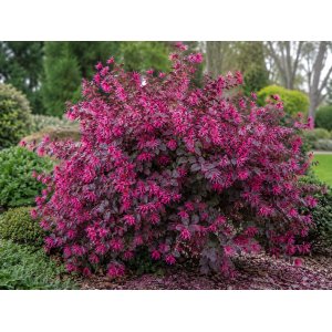Loropetalum čínske (Loropetalum Chinense) ´FEDE´ - výška 40-60 cm, kont. C2L