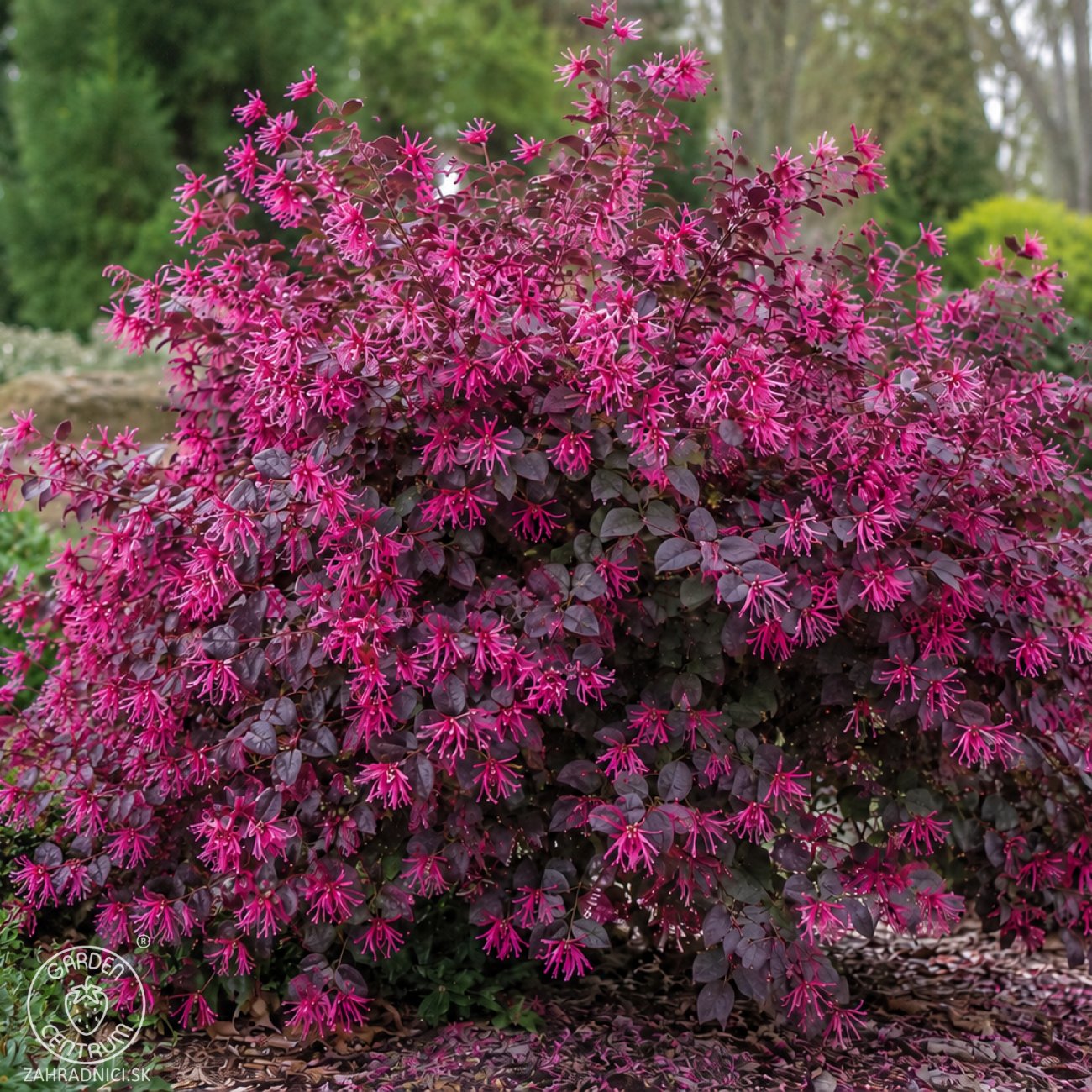 Obrázok Loropetalum čínske (Loropetalum Chinense) ´FEDE´ - výška 40-60 cm, kont. C2L