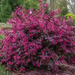 Loropetalum čínske (Loropetalum Chinense) ´FEDE´ - výška 40-60 cm, kont. C2L