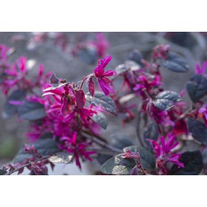 Loropetalum čínske (Loropetalum Chinense) ´PIPAS RED´ - výška 30-70 cm, kont. C3L