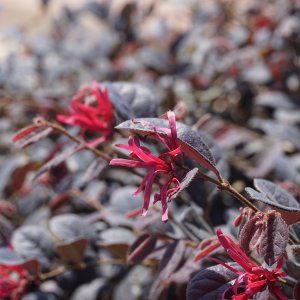 Loropetalum čínske (Loropetalum Chinense) ´BLACK PEARL´ výška: 60-80 cm, kont. C9L - na kmienku