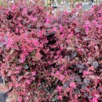 Loropetalum čínske (Loropetalum Chinense) ´BLACK PEARL´ - výška 70-90 cm, kont. C7L - NA KMIENKU