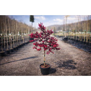 Loropetalum čínske (Loropetalum Chinense) ´BLACK PEARL´ - výška 80-100 cm, kont. C7L - NA KMIENKU