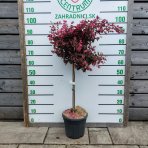 Loropetalum čínske (Loropetalum Chinense) ´BLACK PEARL´ - výška 70-90 cm, kont. C7L - NA KMIENKU