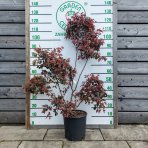 Loropetalum čínske (Loropetalum Chinense) ´BLACK PEARL´ - výška 110-120 cm, kont. C9,5L - PONPON