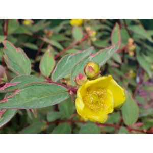 Ľubovník moserov (Hypericum moserianum) ´TRICOLOR´ - výška 30-40 cm, Ø  30-40 cm, kont. C3L 