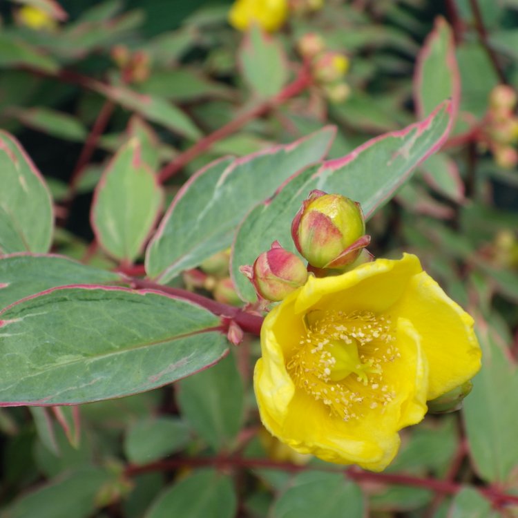 Ľubovník moserov (Hypericum moserianum) ´TRICOLOR´ - výška 30-40 cm, Ø  30-40 cm, kont. C3L 