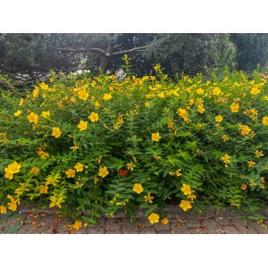 Ľubovník kalíškatý (Hypericum calycinum) ´HIDCOTE´ - výška 30-50 cm, Ø 40-60 cm, kont. C3L