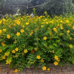 Ľubovník kalíškatý (Hypericum calicinum) ´HIDCOTE´ výška: 40-60 cm, kont. C5L 