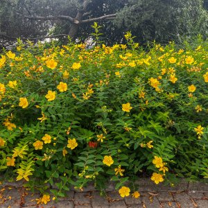 Ľubovník kalíškatý (Hypericum calicinum) ´HIDCOTE´ výška: 50-70 cm, kont. C2L